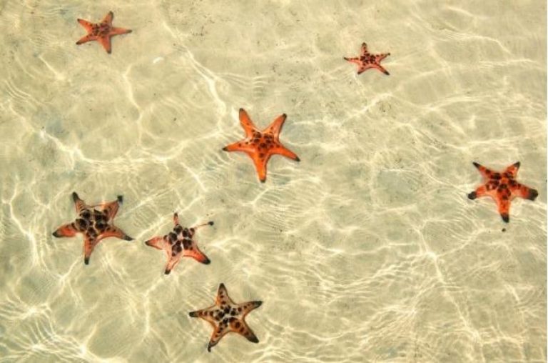 The east side of the island is a remote area with many starfish near Rach Vem beach.
