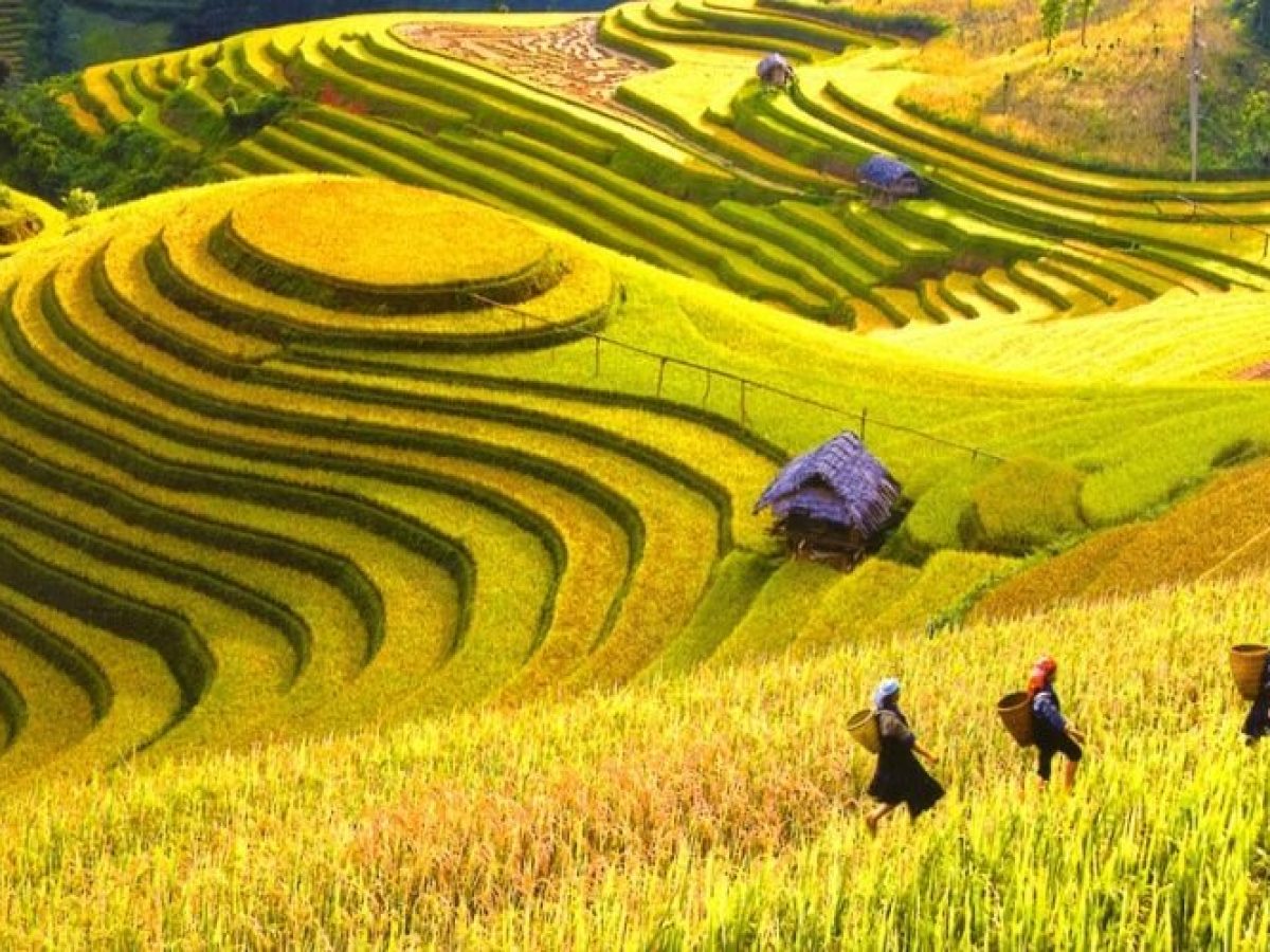Ripe rice fields in Ha Giang, Ha Giang package tour