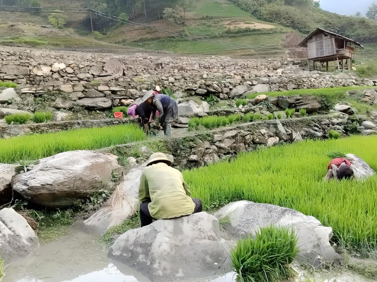 H'mong family growing rice